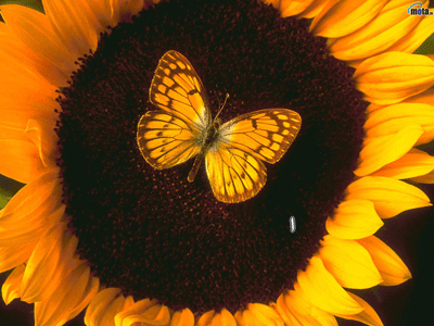 fleure