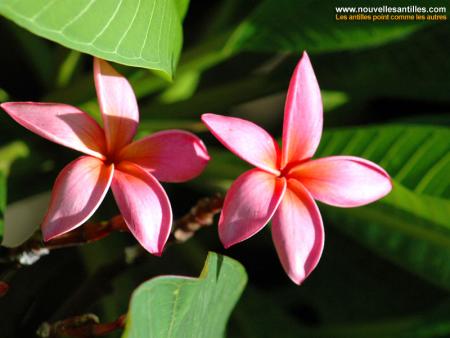 fleurs